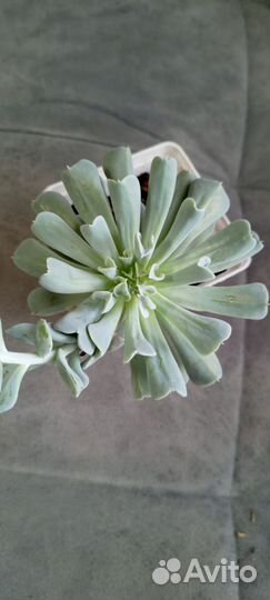 Суккуленты