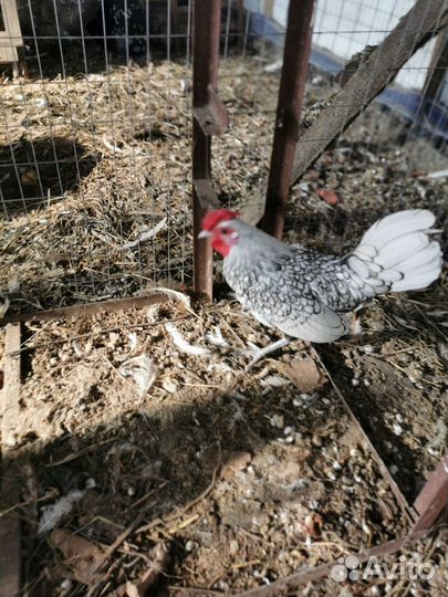 Петушки и курочки Карликовой породы