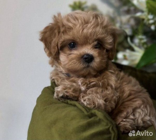 Мальтипу f1 mini