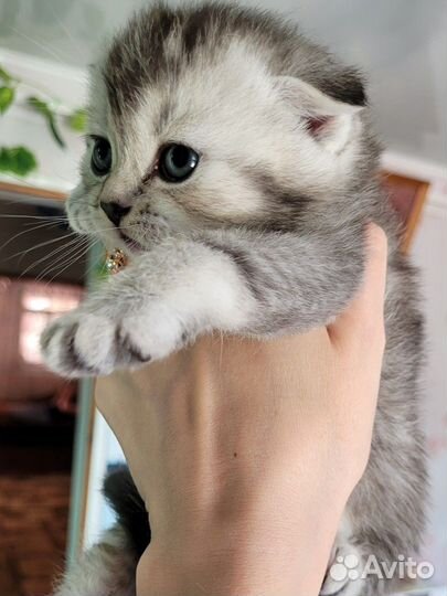 Шотландские котята