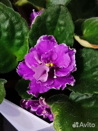 Фиалки махровые