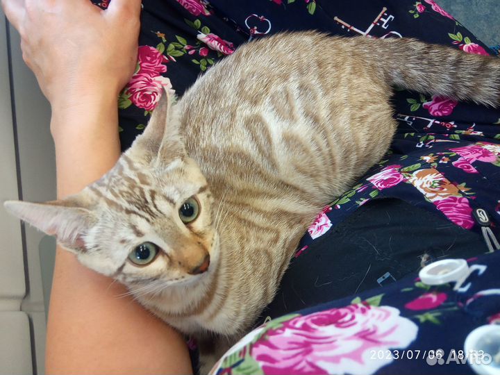 Бенгальский котенок мальчик