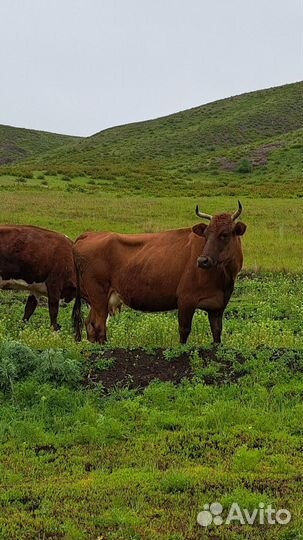 Коровы и бык