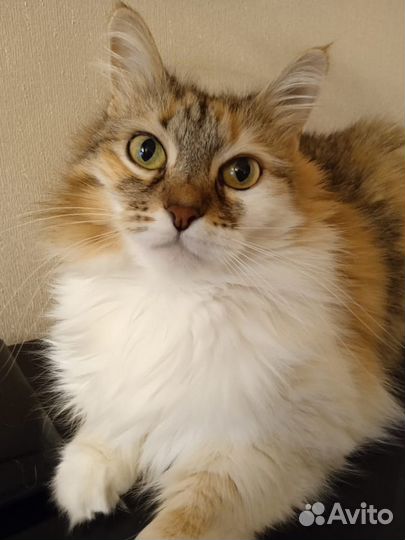 Ждёт хозяина