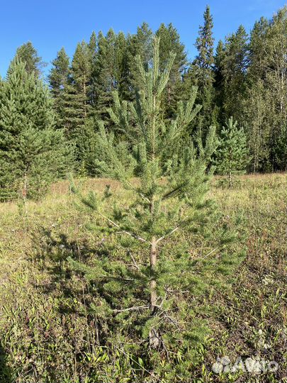 Сосна обыкновенная саженцы