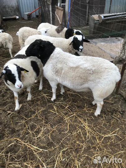 Бараны дорпер