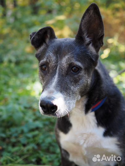 В поисках дома чудесная Кьяра