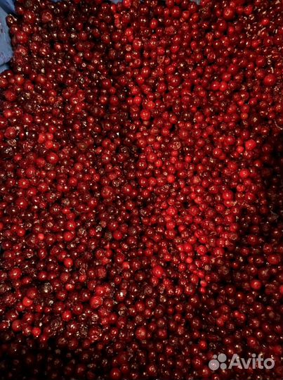 Брусника быстрозамороженная