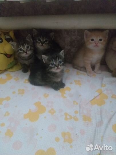 Котята 1,5 месяца