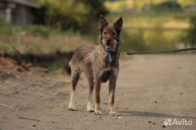 Харизматичная бородулька, собака