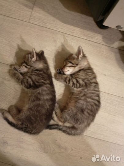 Котики бесплатно