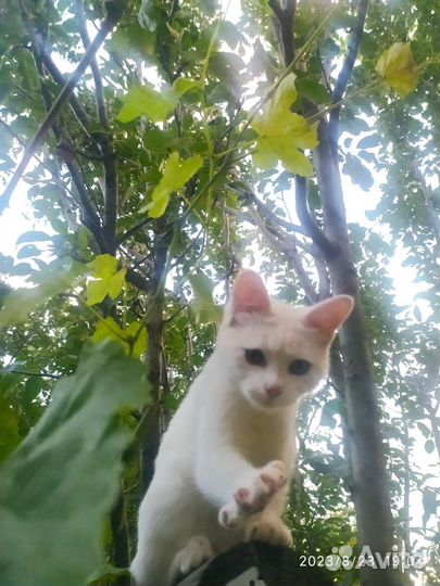 Котенок в дар