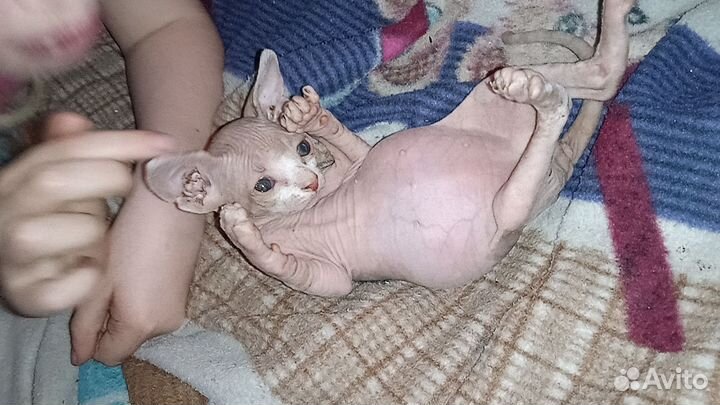 Канадский сфинкс котята
