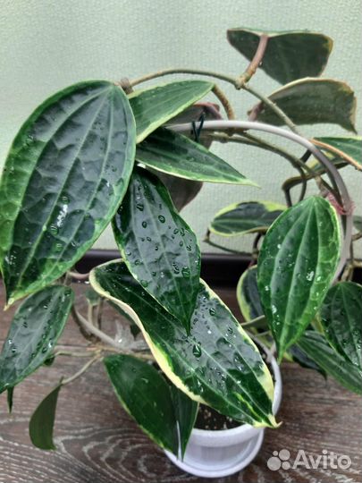 Хойи на срез