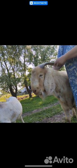 Нубийский козел