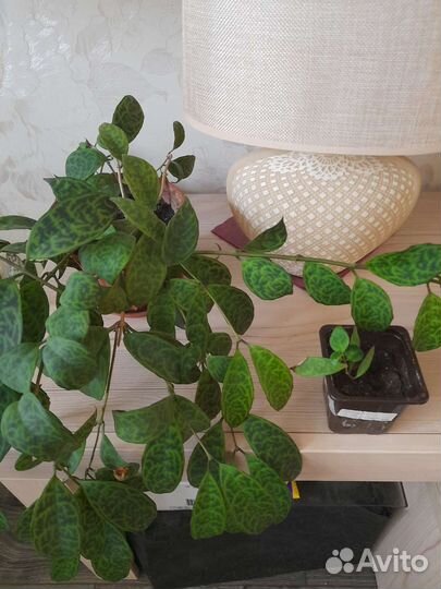 Эсхинантус мраморный