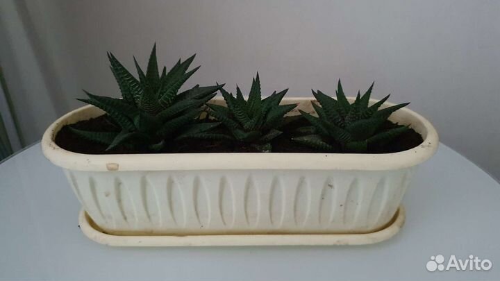 Хавортия в композиции