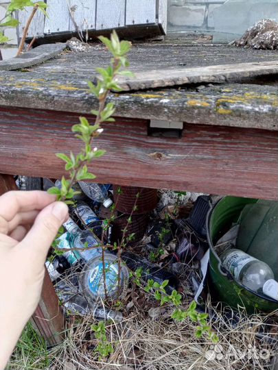 Саженцы плодовых кустарников