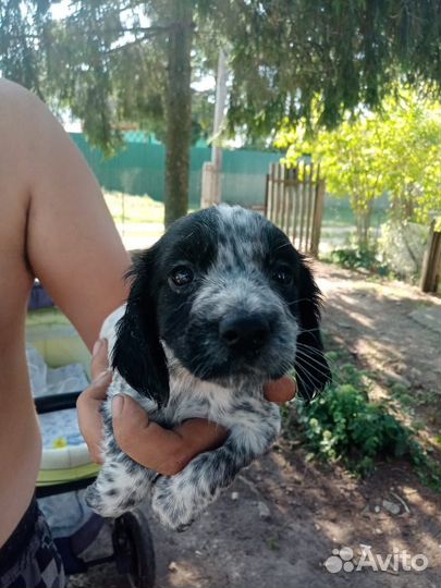 Русский охотничий спаниель щенки