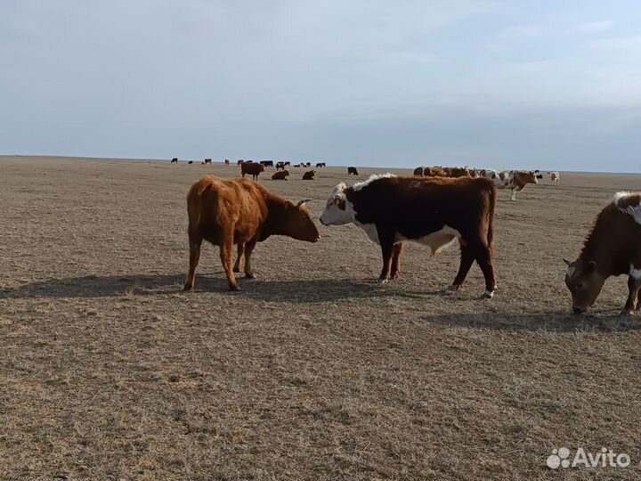 Бык породы герефорд