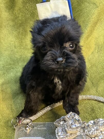 Микро малыш йокширского терьера