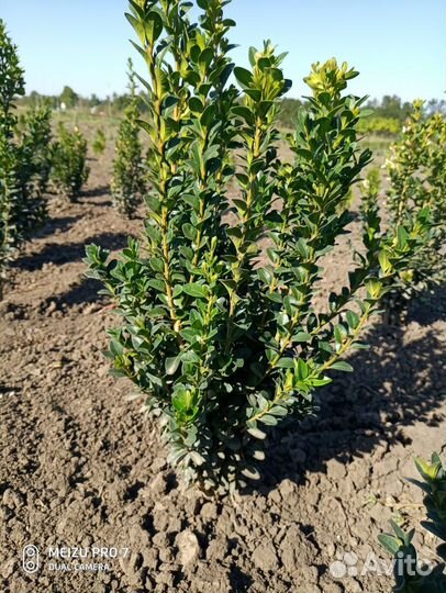 Растения для сада