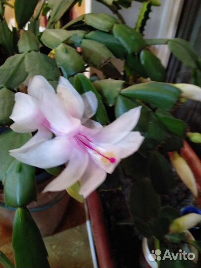 Красавчики Декабристы,отростки разного цвета,за