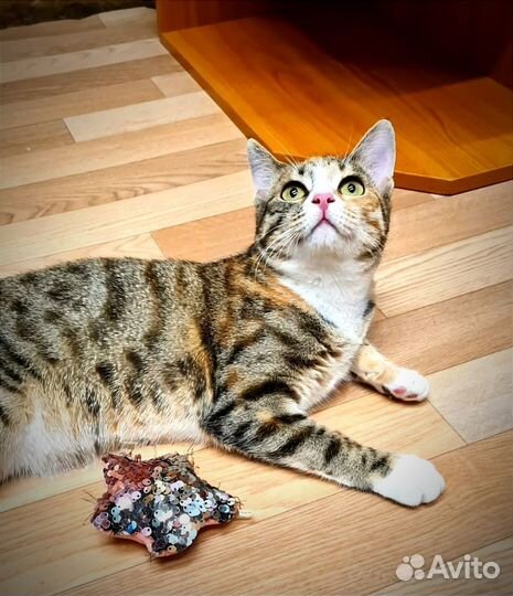 Кошка Веста