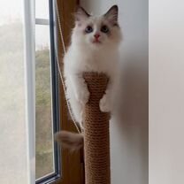 Котята рэгдолл. Ragdoll