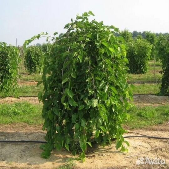 Саженцы плакучей шелковицы на шта