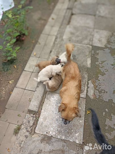 Собаки бесплатно в добрые руки щенки