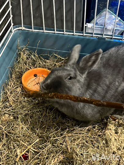 Фруктовые палочки для грызунов