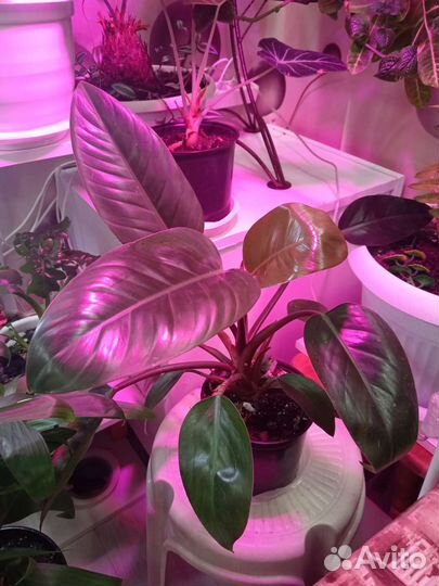 Филодендрон Rojo congo