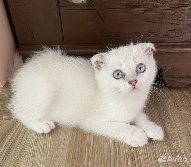 Шотландский котик