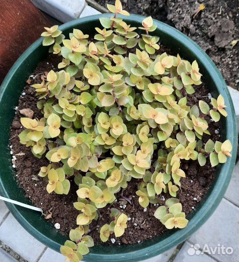 Ампельные растения