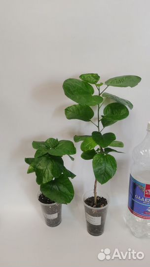 Сортовые гибискусы