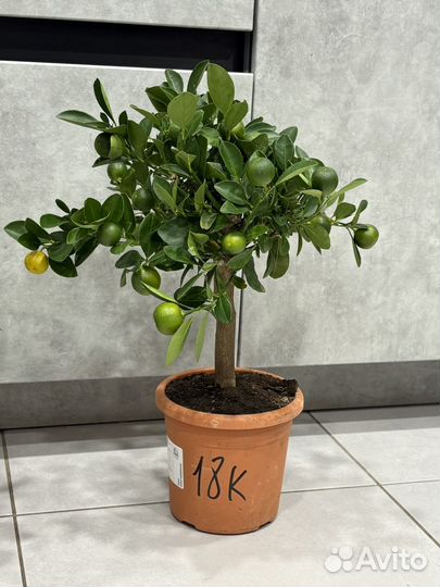 Мандариновое дерево