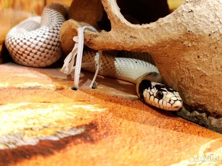 Королевская калифорнийская змея