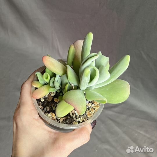 Суккуленты