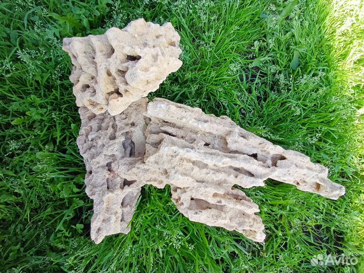 Коралл балянус