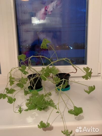 Герань душистая