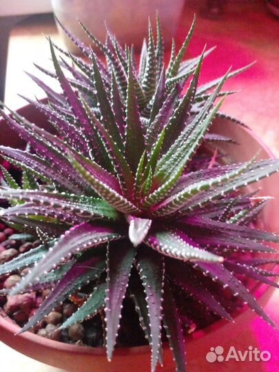 Суккуленты хавортия