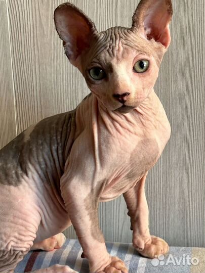 Канадский сфинкс котенок
