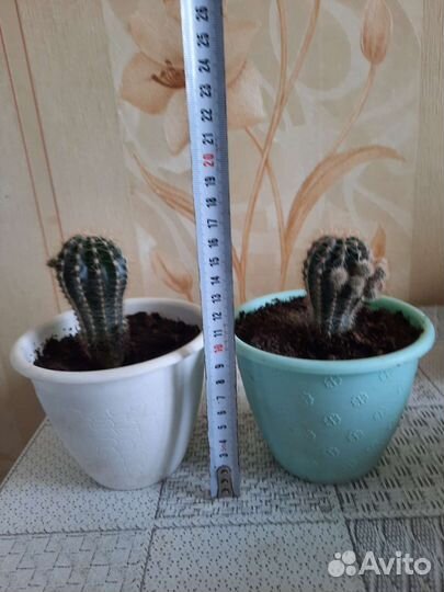 Кактусы в горшке