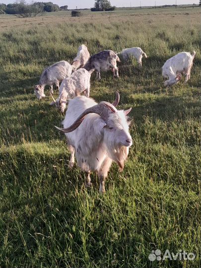 Доиние кози и козлята, мясо