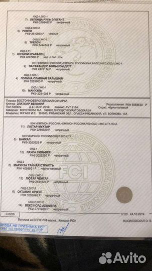 Кобель вео ищет невесту