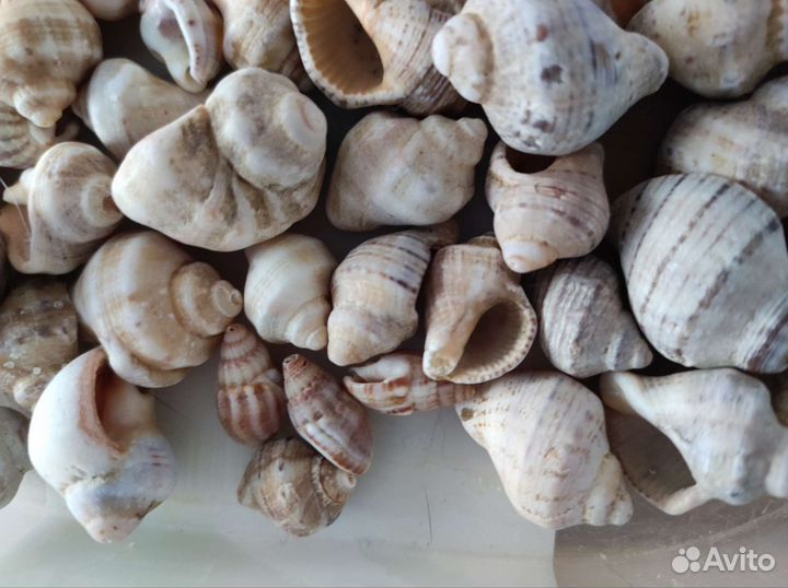 Морские ракушки