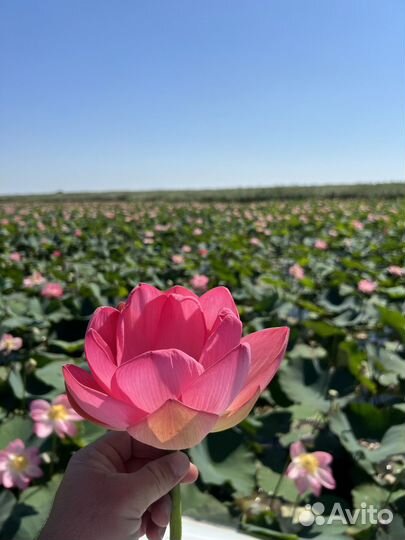 Экскурсии на лотосовые поля в Дельту Волги