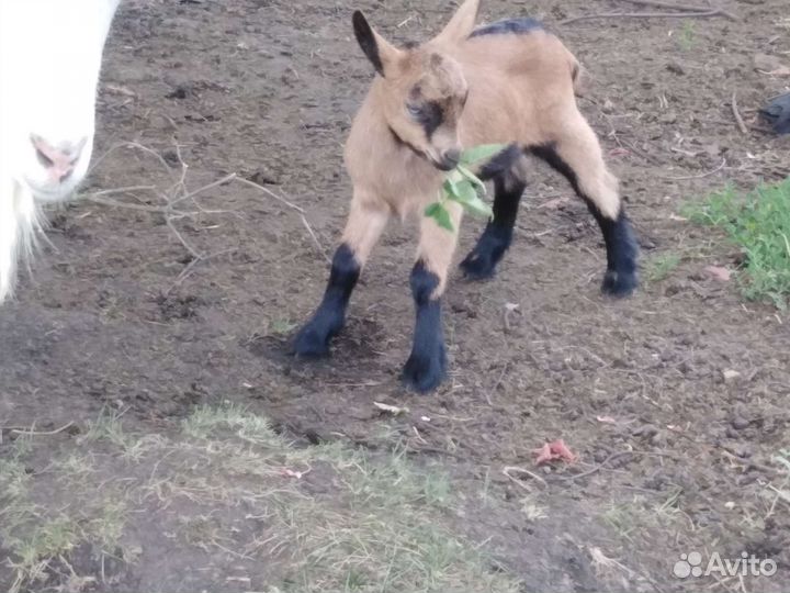 Чешский козлик