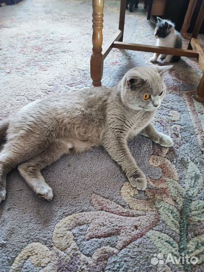 Котята в добрые руки даром